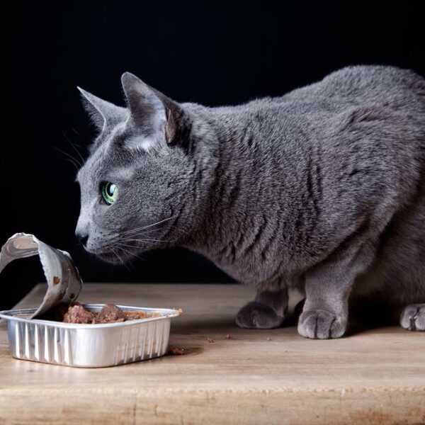 6 canned foods recommended for cats
