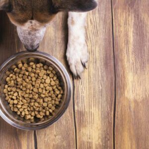 Know About The Right Food For Your Dog’s Allergies