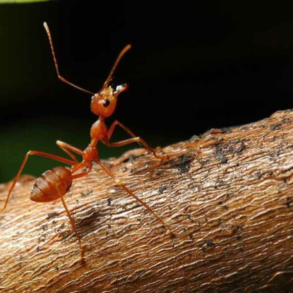 What Are the Treatments for Fire Ant Sting?