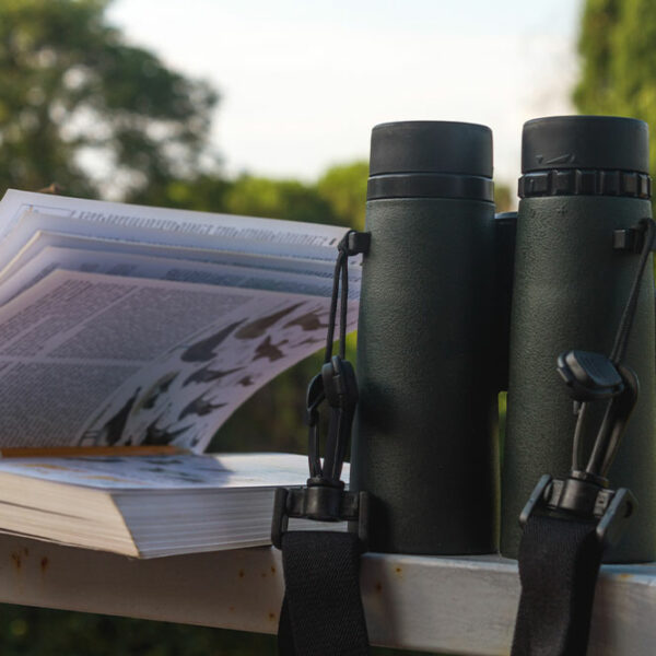 Bird Identification – Top Tools, Tips, and Benefits