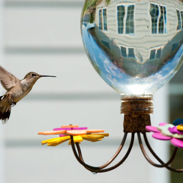 Hummingbird Feeders – Types, Top Options, and Tips