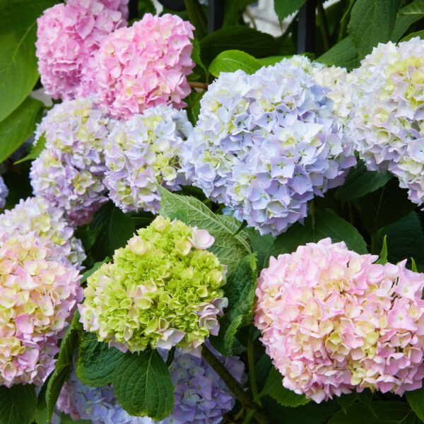 The Best Fertilizer for Hydrangeas – A Comprehensive Guide
