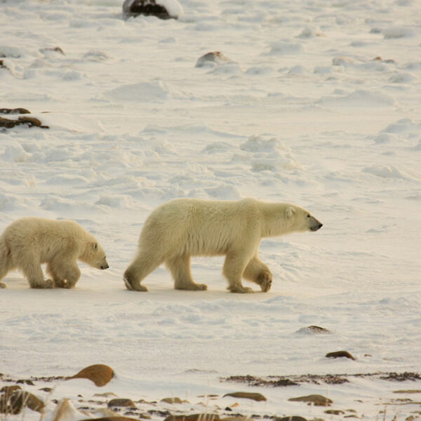 Polar Bear Tours – Tips to Choose One and What to Pack